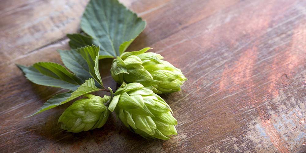 Beer - Imported Hops