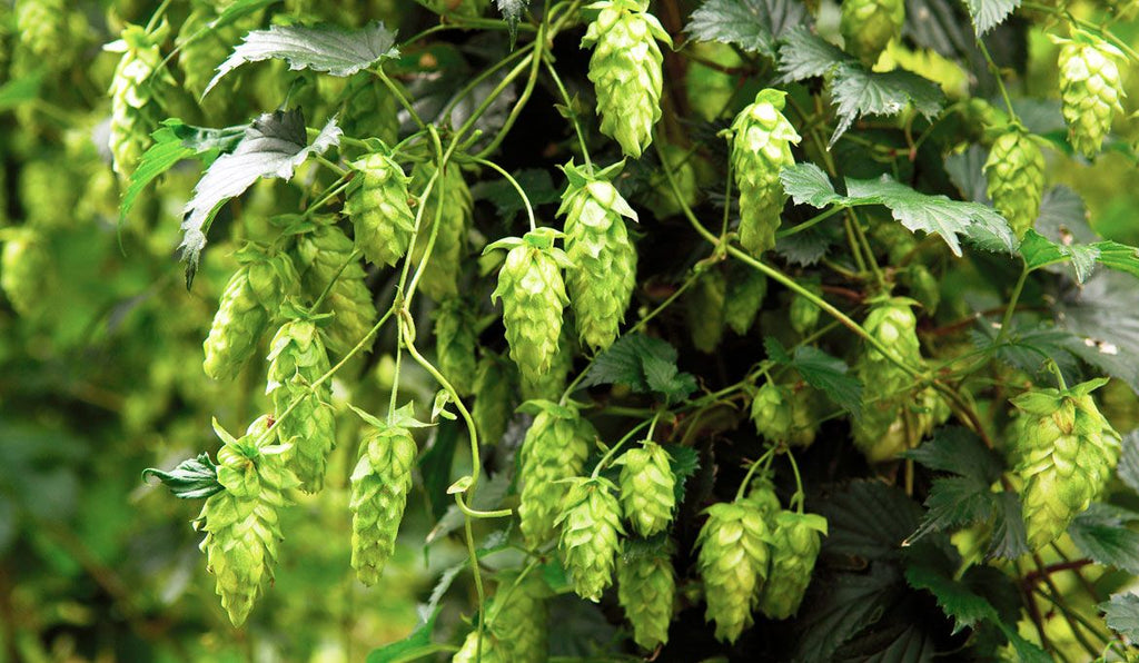 Beer -  NZ Hops (Pellet and Cone)