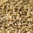 Gladfield Aurora Malt (Whole)