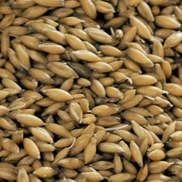 Gladfield Big O Oat Malt (Whole)