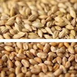 Gladfield Chit Malt (Whole)