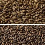 Gladfield Chocolate Rye Malt (Whole)