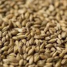 Gladfield Gladiator Malt (Whole)