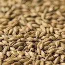 Gladfield Manuka Smoked Malt (Whole)