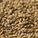 Gladfield Munich Malt (Whole)