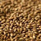 Gladfield RedBack Malt (Whole)