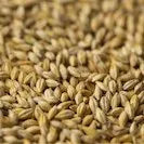 Gladfield Sour Grapes Malt (Whole)