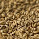 Gladfield Supernova Malt (Whole)