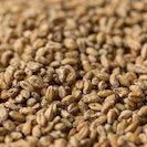 Gladfield Wheat Malt (Whole)