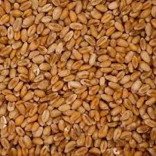 Whole Raw Wheat (NZ)