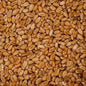 Whole Raw Wheat (NZ)